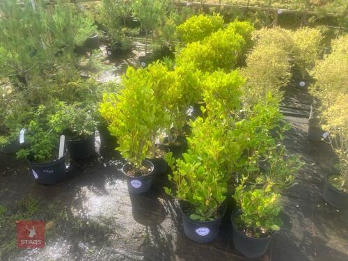 5 HEDGING PLANTS