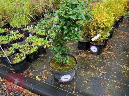 OSMANTHUS BURKWOODII (HOLLY OLIVE)