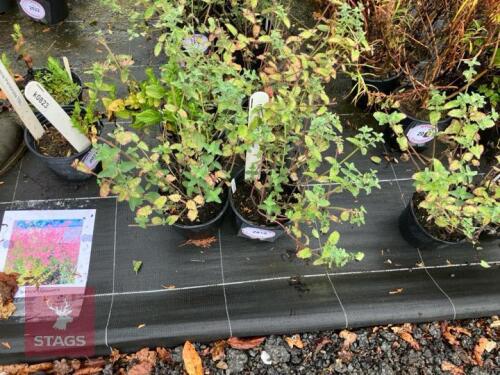 4 NEPETA KIT KAT