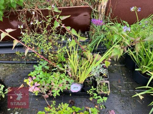 MIXED SHRUBS