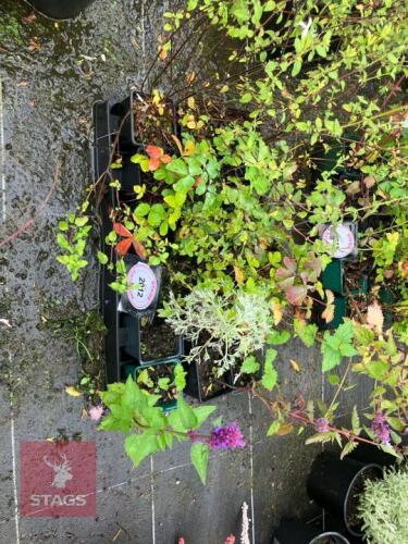 MIXED SHRUBS