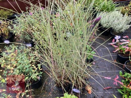 2 MISCANTHUS SINENSIS (SILVER GRASS)