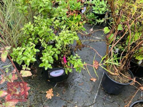 1 PITTOSPORUM GOLF BALL