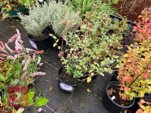 3 NEPETA KIT KAT