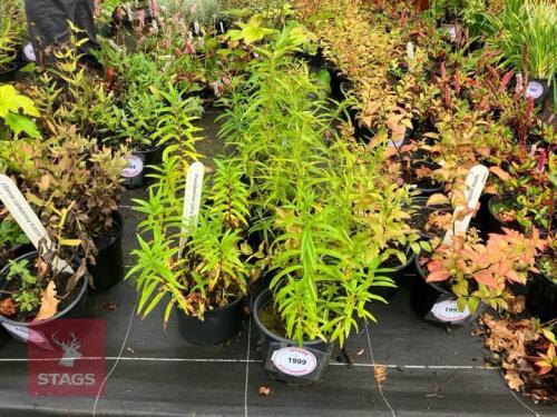 5 PENSTEMON JUICY GRAPE