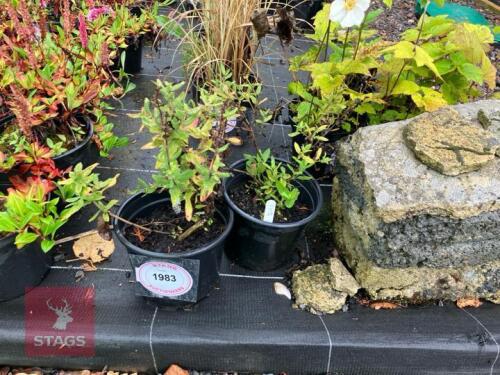 2 SALVIA CARADONNA PINK