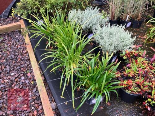5 AGAPANTHUS BLUE