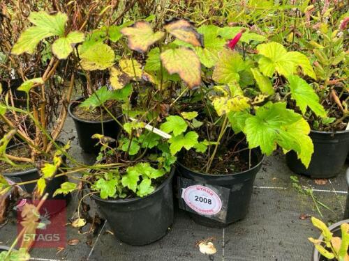 5 ANEMONE HONORINE JOBERT