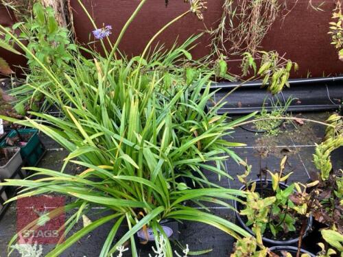 5 AGAPANTHUS BLUE