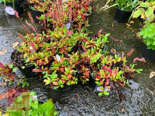 5 PERSICARIA DARJEELING RED