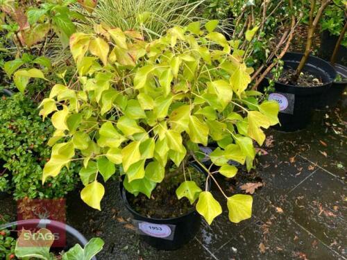 HEDERA HELIX 'ARBORESCENS' (TREE IVY)