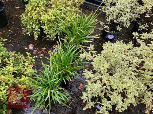 5 AGAPANTHUS