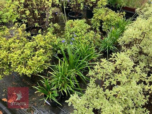 5 AGAPANTHUS