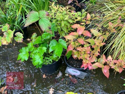 3 SPIREA GOLDFLAME