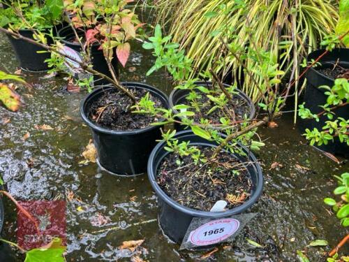 3 SALVIA AMETHYST LIPS