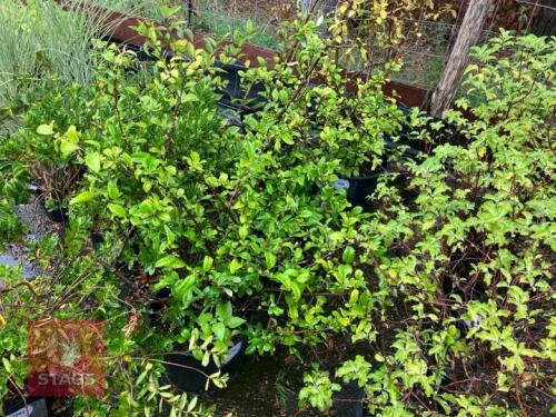 SHRUB