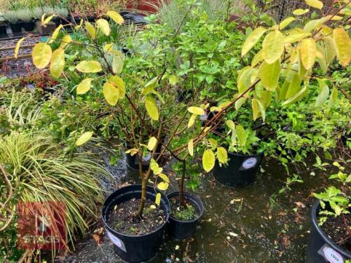 2 PITTOSPORUM