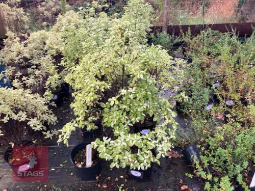 3 PITTOSPORUM IRENE PATTERSON