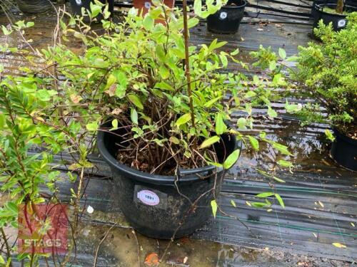 LONICERA PERICLYMENUM (HONEY SUCKLE)