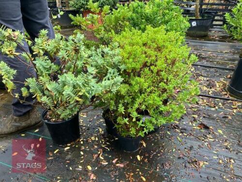 3 MIXED HEBES