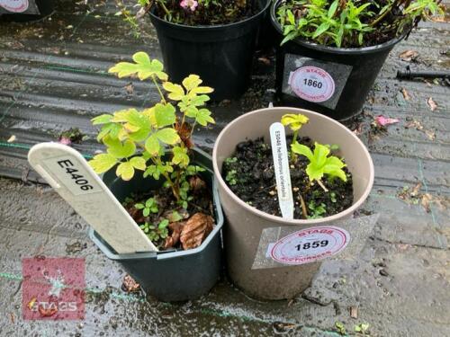 2 HELLEBORUS ORIENTALIS