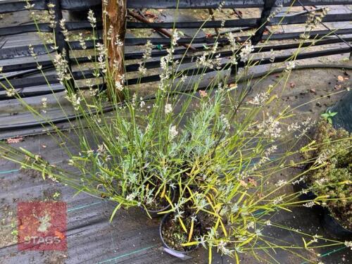 3 LAVANDULA HIDCOTE (LAVENDAR)