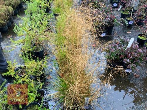 8 DESCHAMPSIA BRONZSCHLEIER