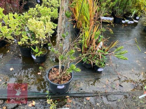 CALISTAMON (BOTTLEBRUSH)