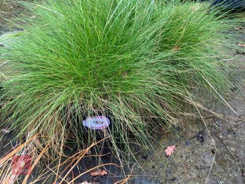 3 CAREX RED ROOSTER (LEATHERLEAF SEDGE)