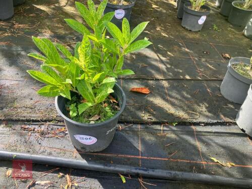 1 LAUREL MARBLE WHITE