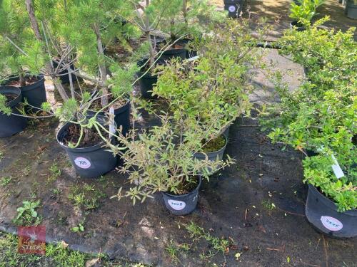 5 HEDGING PLANTS