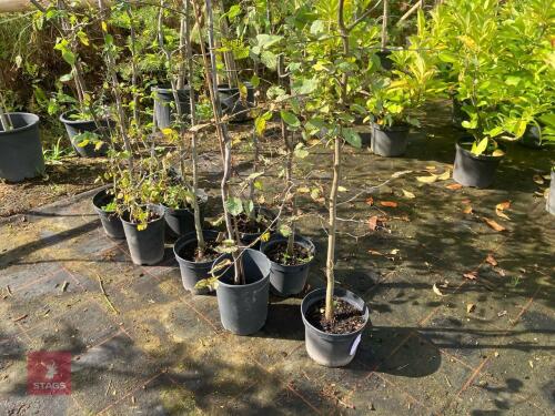 9 HEDGING PLANTS