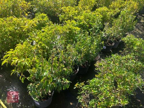 5 HEDGING PLANTS