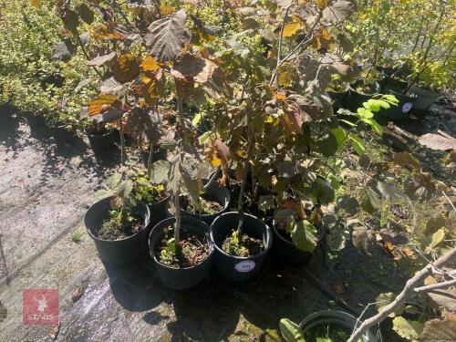 10 CORYLUS AVELLANA (HAZEL)