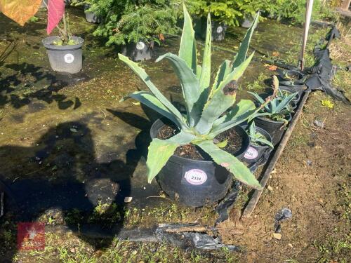 1 ALOE