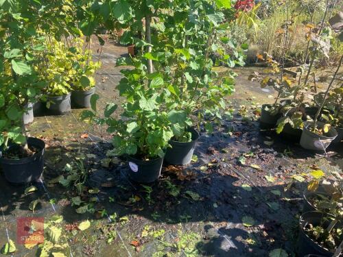 3 ALNUS GLUTINOSA (ALDER)