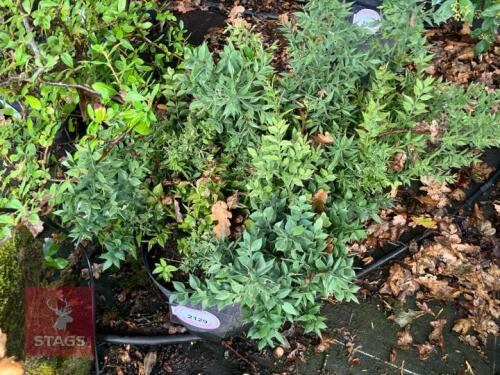 2 BERBERIS