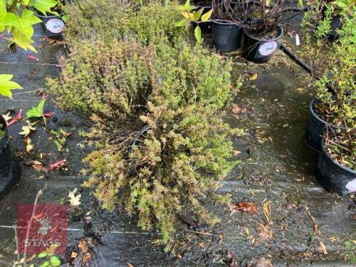 3 MIXED THYME