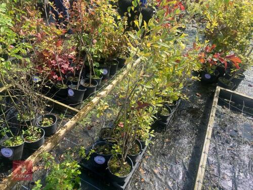 5 HEDGING PLANTS