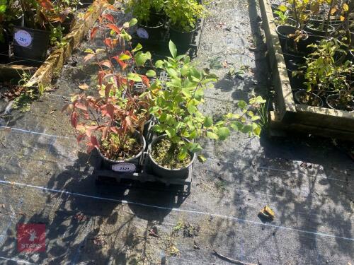 5 HEDGING PLANTS