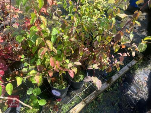 5 HEDGING PLANTS