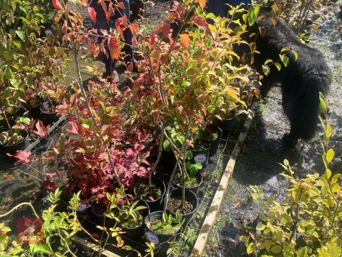 5 HEDGING PLANTS