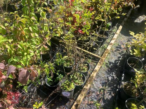 5 ROSA CANINA (DOG ROSE)