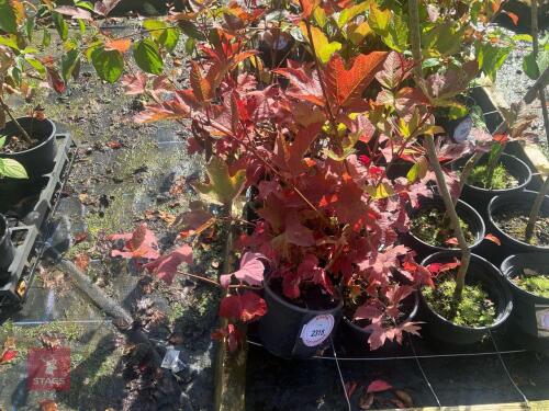 6 HEDGING PLANTS
