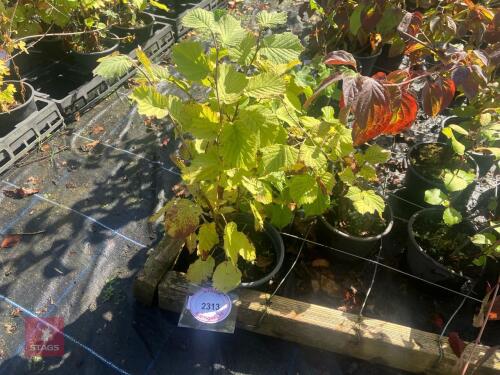 5 CORYLUS AVELLANA (HAZEL)