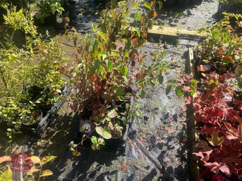 5 HEDGING PLANTS