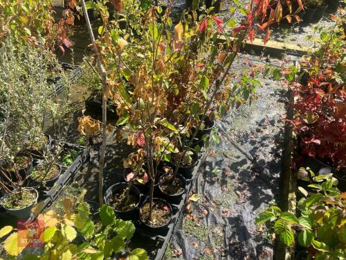 5 HEDGING PLANTS