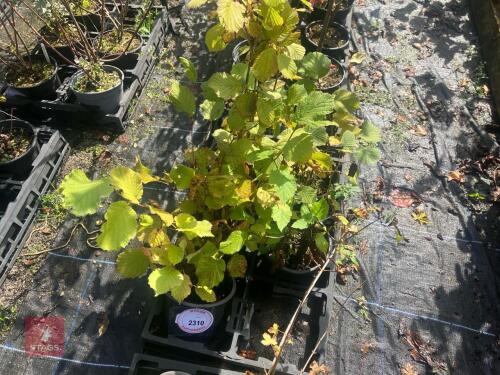 5 CORYLUS AVELLANA (HAZEL)