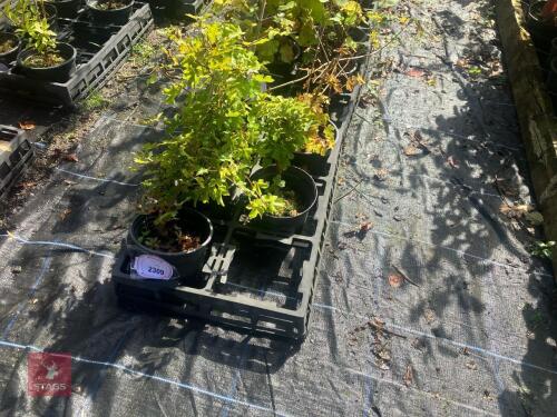 5 HEDGING PLANTS