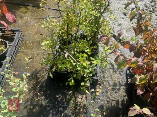 5 HEDGING PLANTS